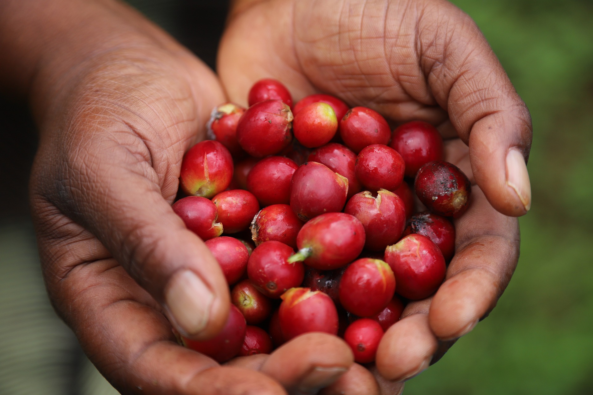 coffee cherries of bourbon held in hand