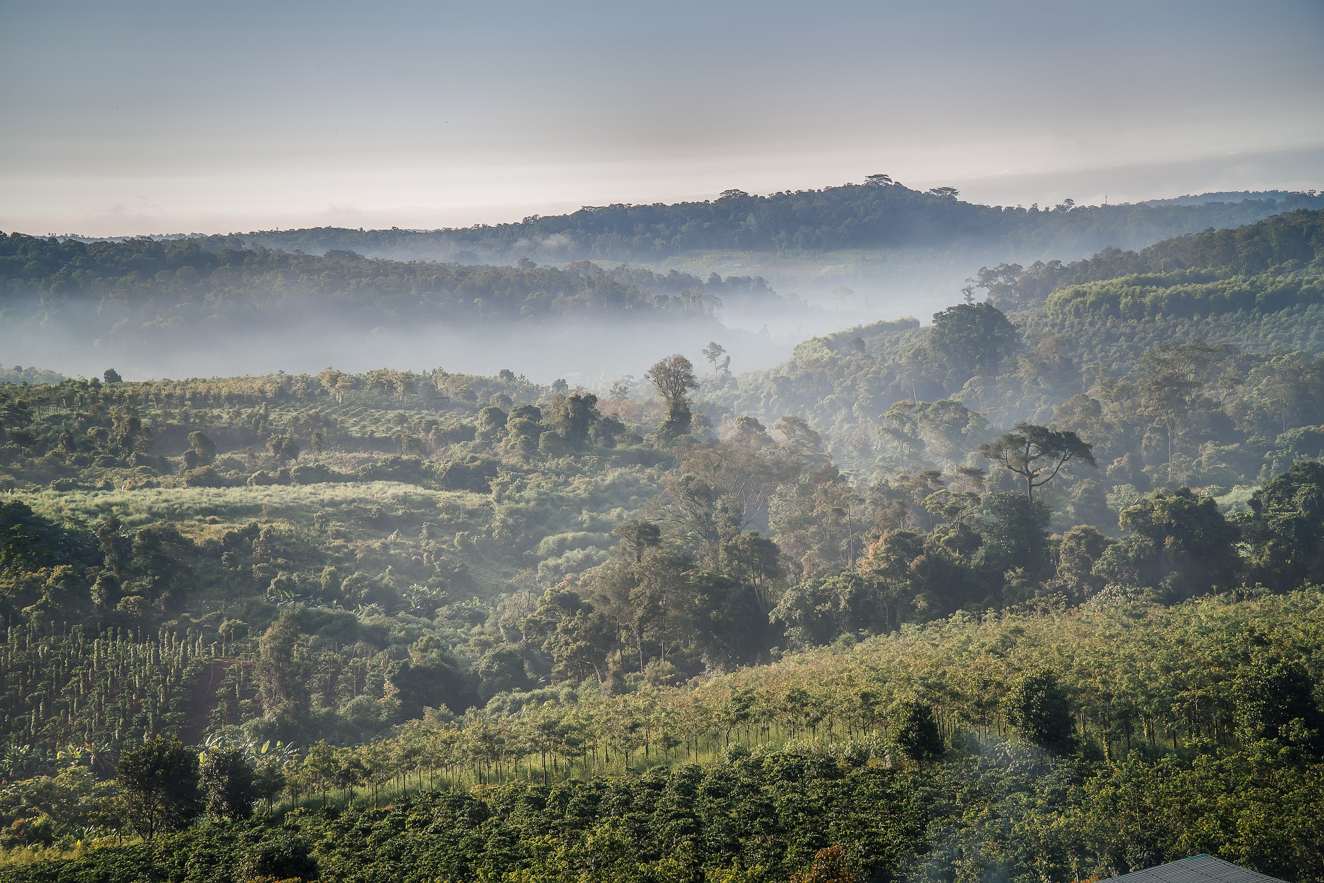 Timor Leste Coffee Plantation